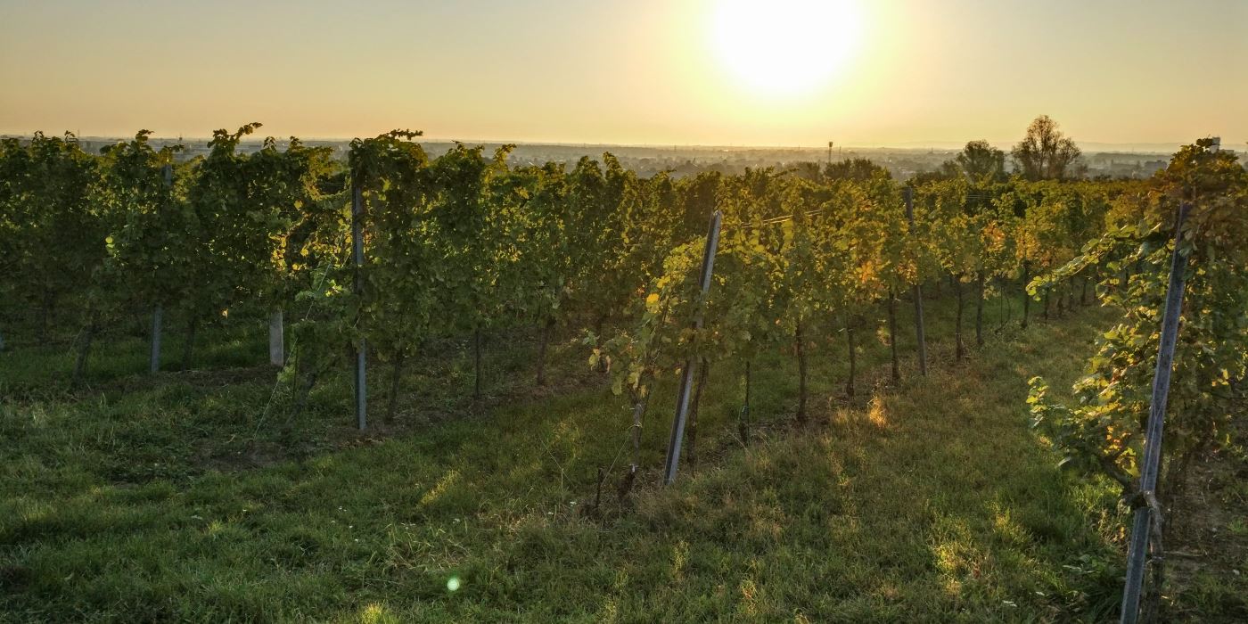Weingarten1
